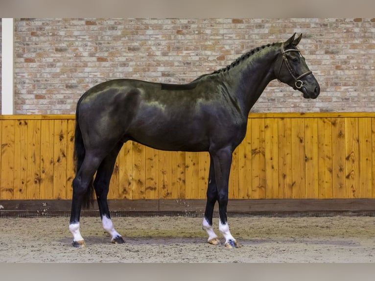 KWPN Ruin 7 Jaar 172 cm Zwart in Kecskemét