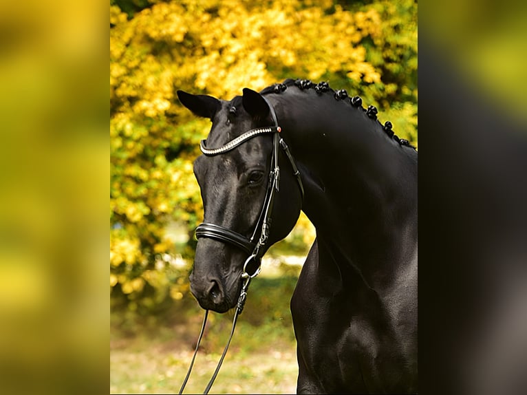 KWPN Ruin 7 Jaar 172 cm Zwartbruin in Rax