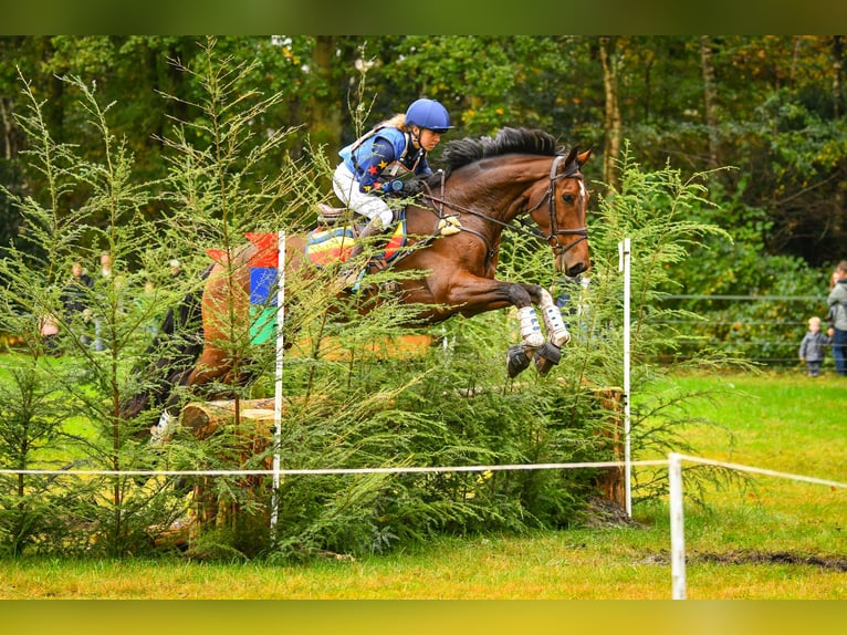 KWPN Ruin 7 Jaar 174 cm Bruin in Diepenveen