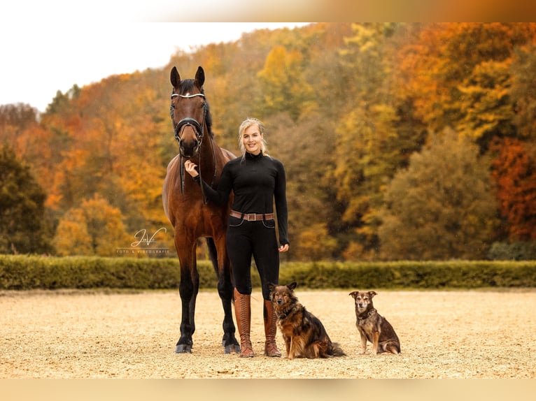 KWPN Ruin 7 Jaar 174 cm Bruin in Heiligenhaus