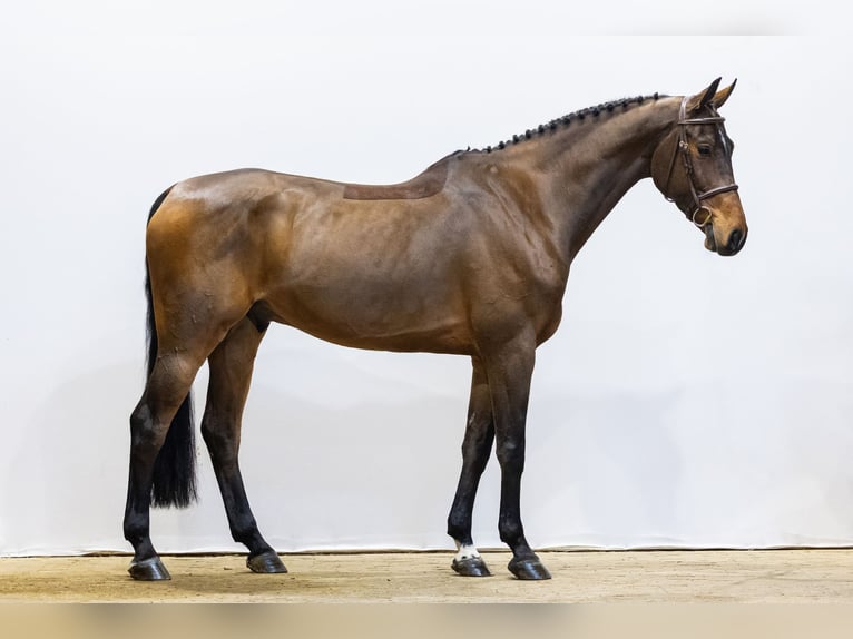 KWPN Ruin 7 Jaar 174 cm Bruin in Waddinxveen