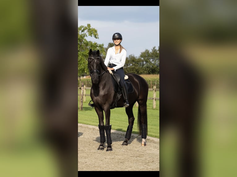 KWPN Ruin 7 Jaar 174 cm Zwart in Brecht