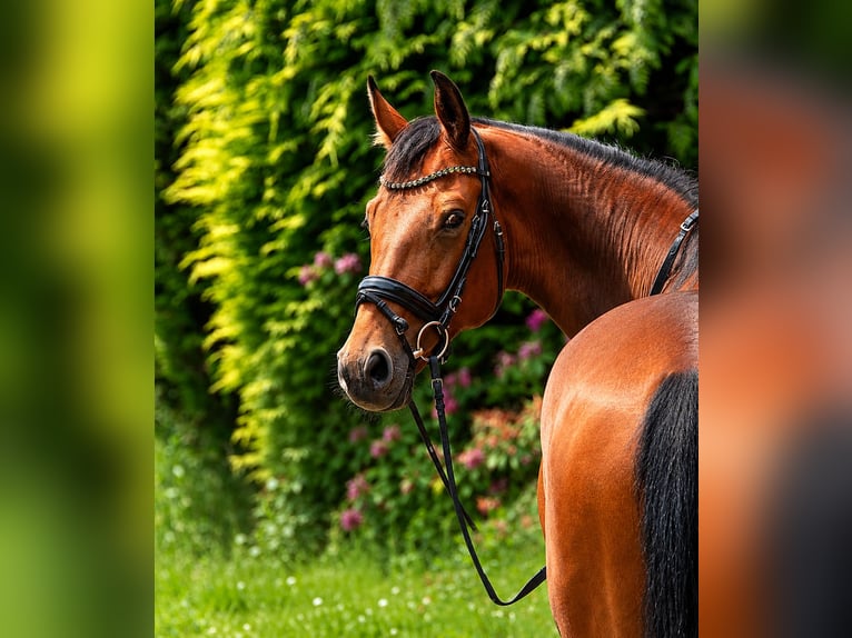 KWPN Ruin 7 Jaar 175 cm Bruin in Kraków