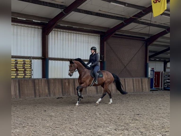 KWPN Ruin 7 Jaar 175 cm Bruin in Oud Gastel