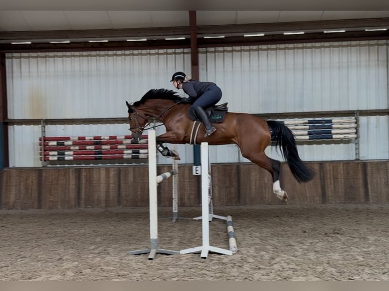 KWPN Ruin 7 Jaar 175 cm Bruin in Oud Gastel