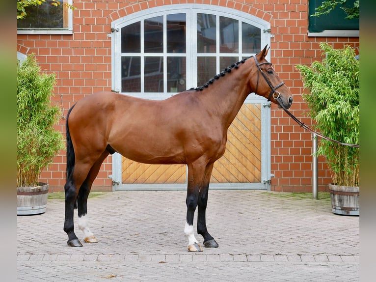 KWPN Ruin 7 Jaar 175 cm Bruin in Waltrop