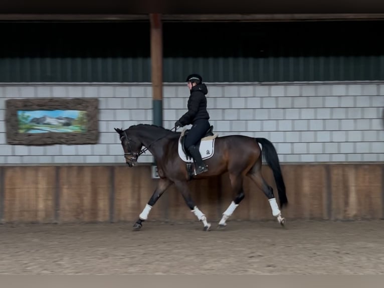 KWPN Ruin 7 Jaar 175 cm Donkerbruin in Oud Gastel