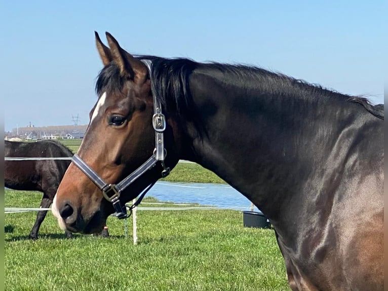 KWPN Ruin 7 Jaar 175 cm Donkerbruin in Woubrugge