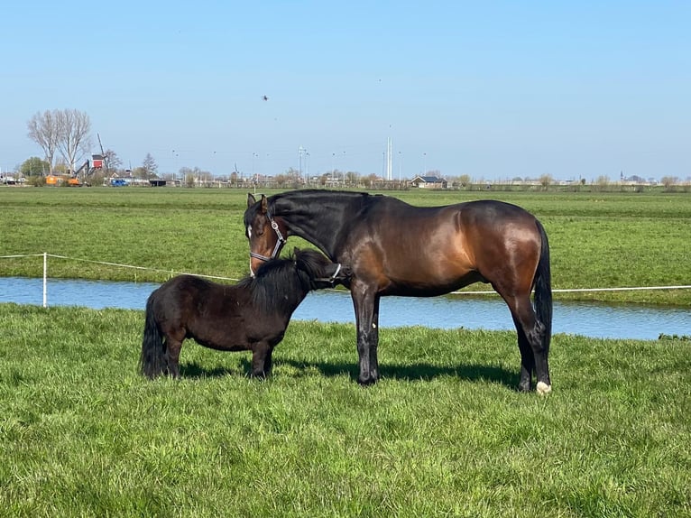 KWPN Ruin 7 Jaar 175 cm Donkerbruin in Woubrugge