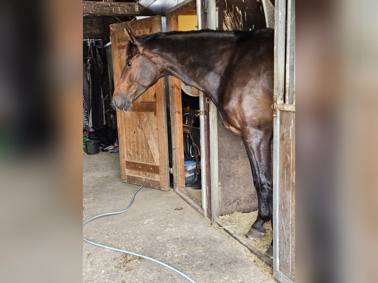 KWPN Ruin 7 Jaar 175 cm Donkerbruin in Woubrugge