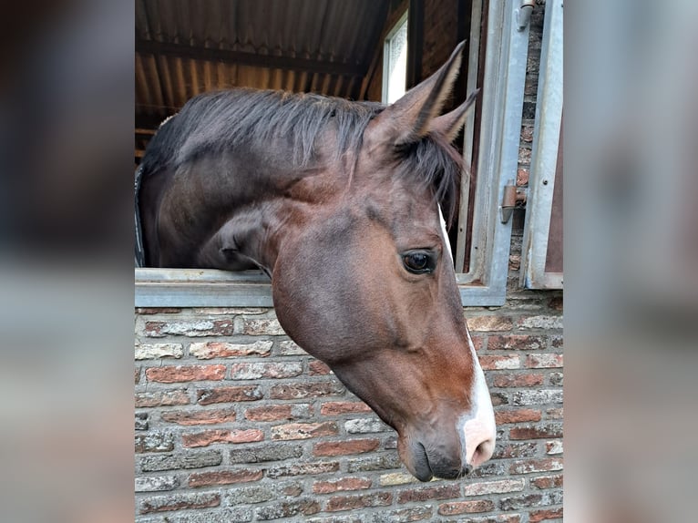 KWPN Ruin 7 Jaar 175 cm Donkerbruin in Woubrugge