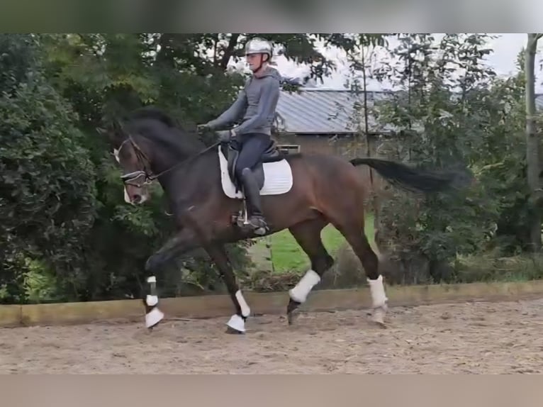 KWPN Ruin 7 Jaar 175 cm Donkerbruin in Woubrugge