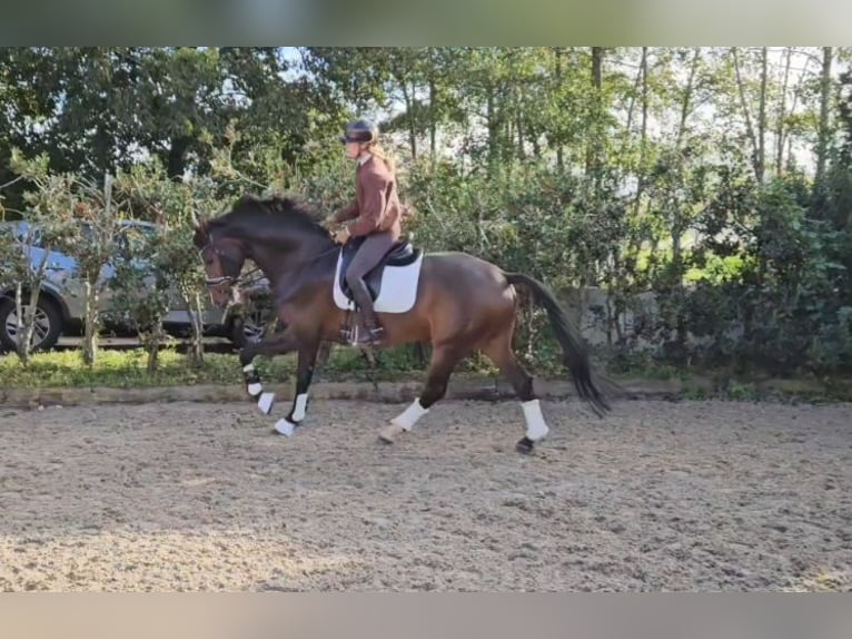 KWPN Ruin 7 Jaar 175 cm Donkerbruin in Woubrugge