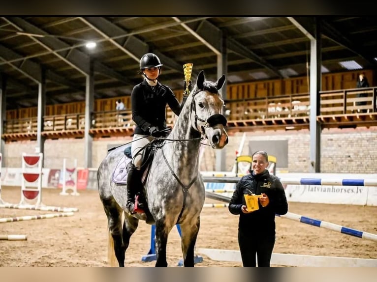 KWPN Ruin 7 Jaar 175 cm Schimmel in Krikumi, Ropažu pag