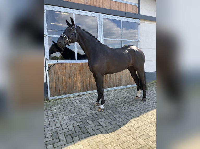 KWPN Ruin 7 Jaar 175 cm Zwart in Mönchengladbach