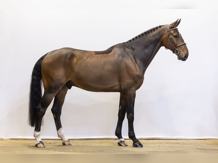 KWPN Ruin 7 Jaar 176 cm Bruin in Waddinxveen