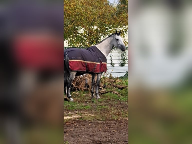 KWPN Ruin 7 Jaar 180 cm Appelschimmel in Lommel