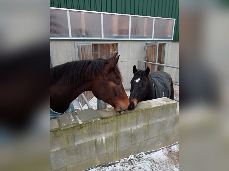 KWPN Ruin 7 Jaar 183 cm Donkerbruin in Homberg (Efze)