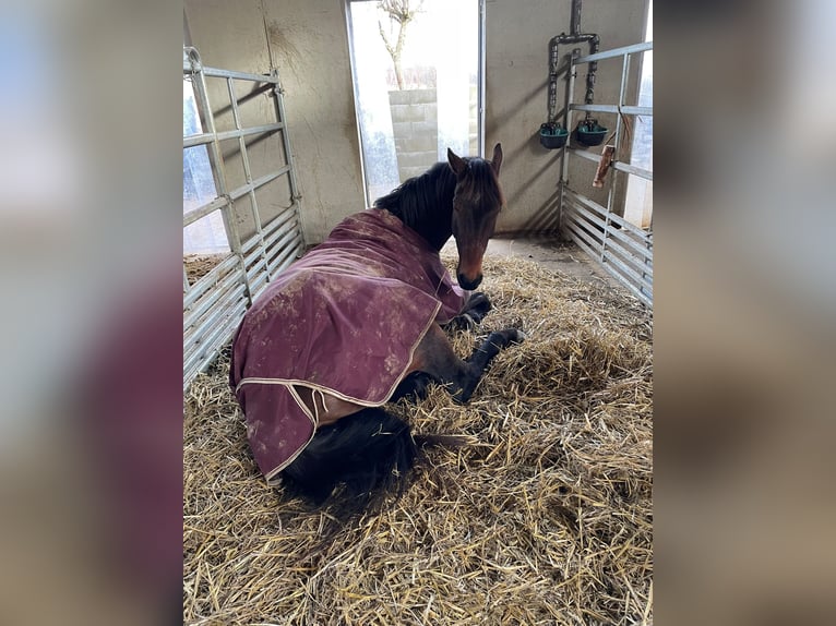 KWPN Ruin 7 Jaar 183 cm Donkerbruin in Homberg (Efze)