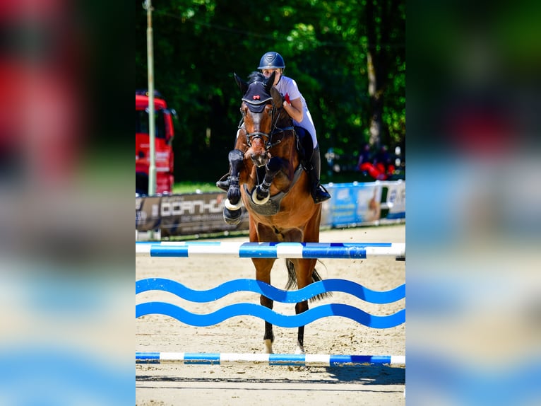 KWPN Ruin 7 Jaar 185 cm Bruin in Wipperfürth