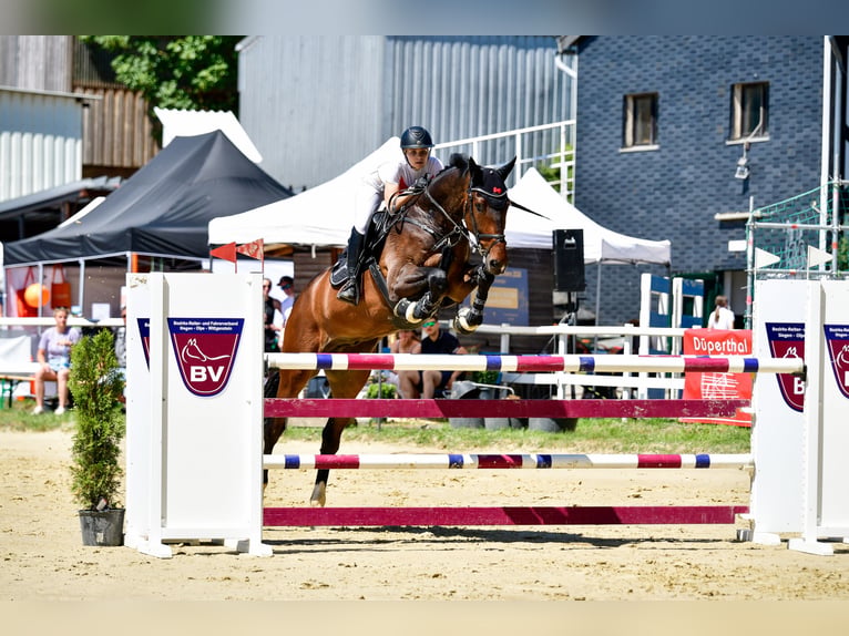 KWPN Ruin 7 Jaar 185 cm Bruin in Wipperfürth