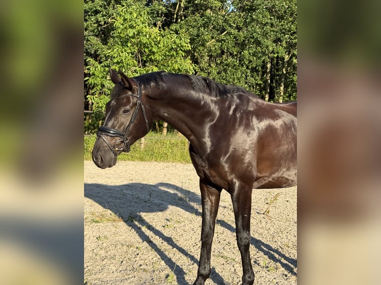 KWPN Ruin 8 Jaar 163 cm Zwart in Bourtange
