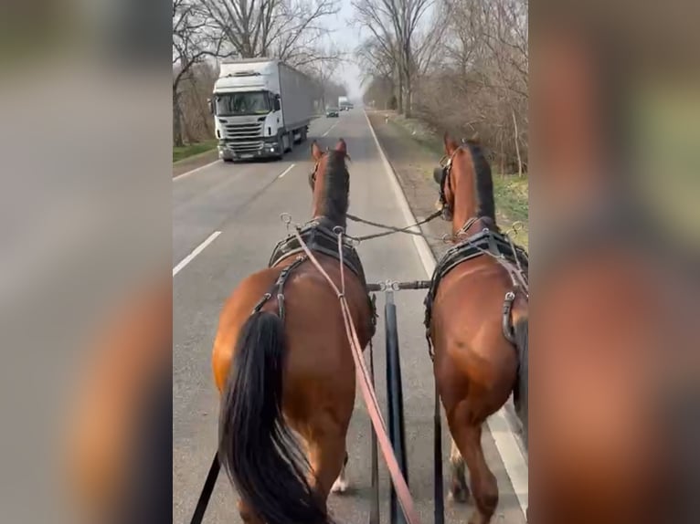 KWPN Mix Ruin 8 Jaar 164 cm Roodbruin in Jaszbereny