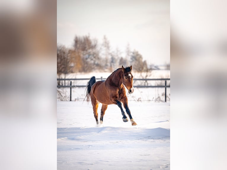 KWPN Mix Ruin 8 Jaar 165 cm Roodbruin in Łódź
