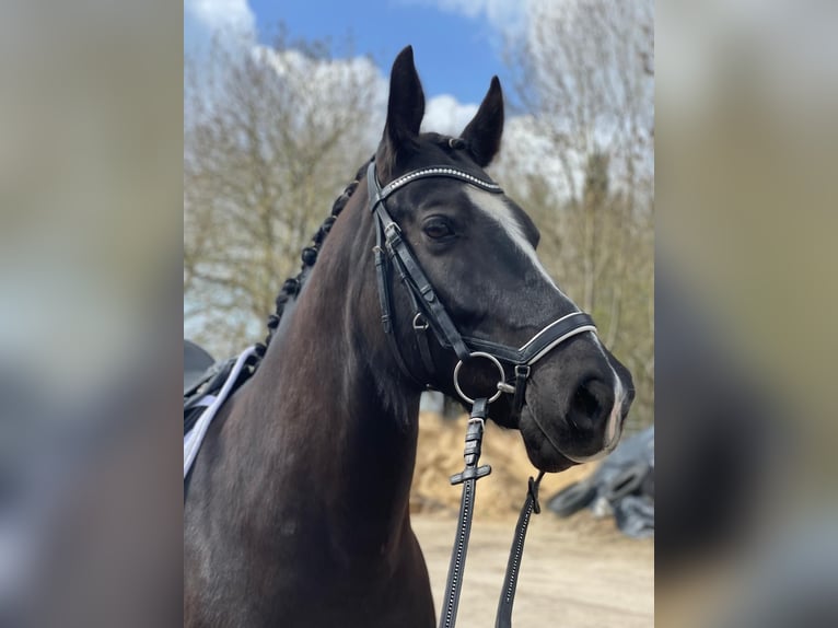 KWPN Ruin 8 Jaar 166 cm Zwart in Nordenham