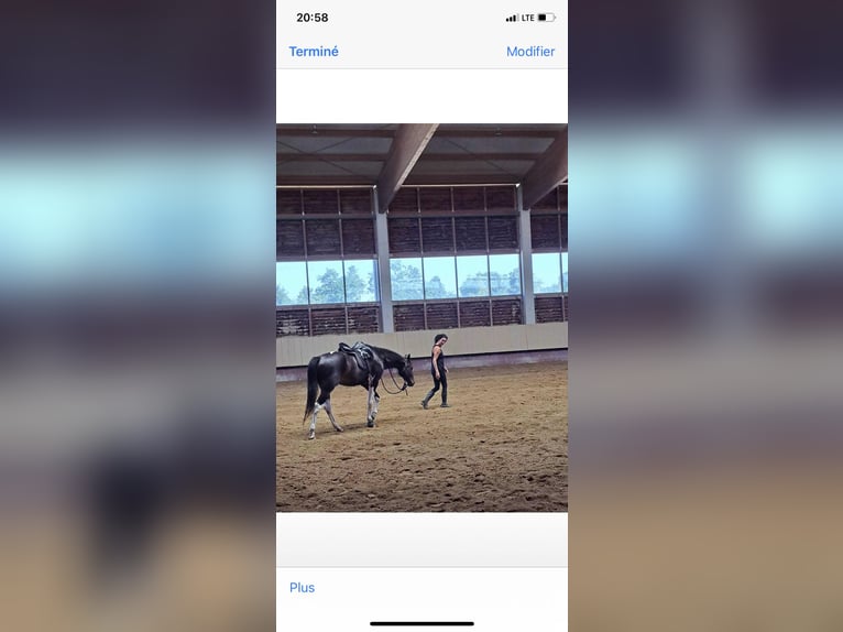KWPN Ruin 8 Jaar 167 cm Donkerbruin in Rankweil