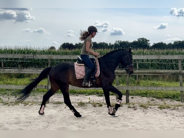 KWPN Ruin 8 Jaar 167 cm Donkerbruin in Barneveld