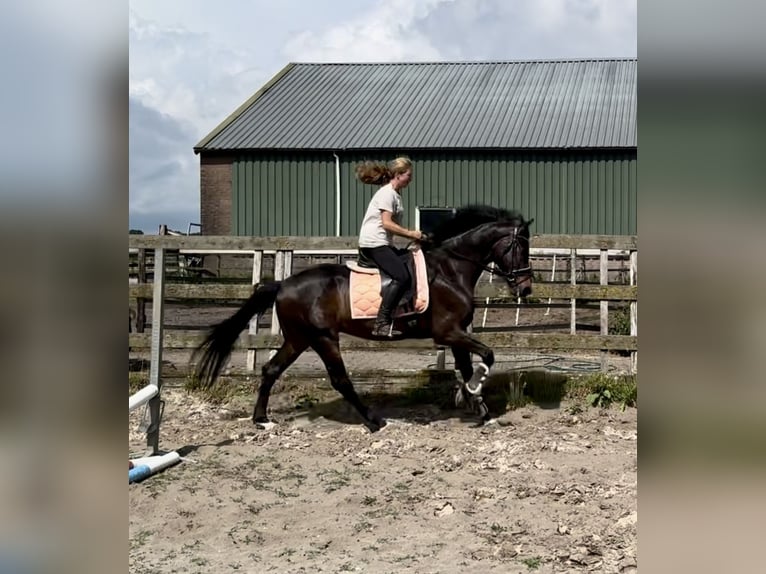 KWPN Ruin 8 Jaar 167 cm Donkerbruin in Barneveld
