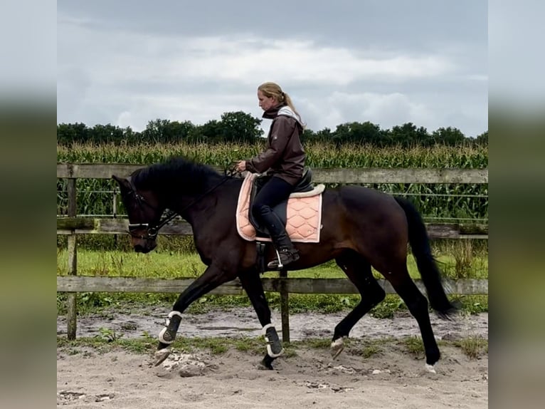 KWPN Ruin 8 Jaar 167 cm Donkerbruin in Barneveld