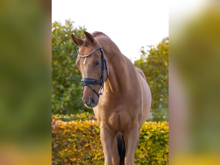 KWPN Ruin 8 Jaar 167 cm Vos in Goch