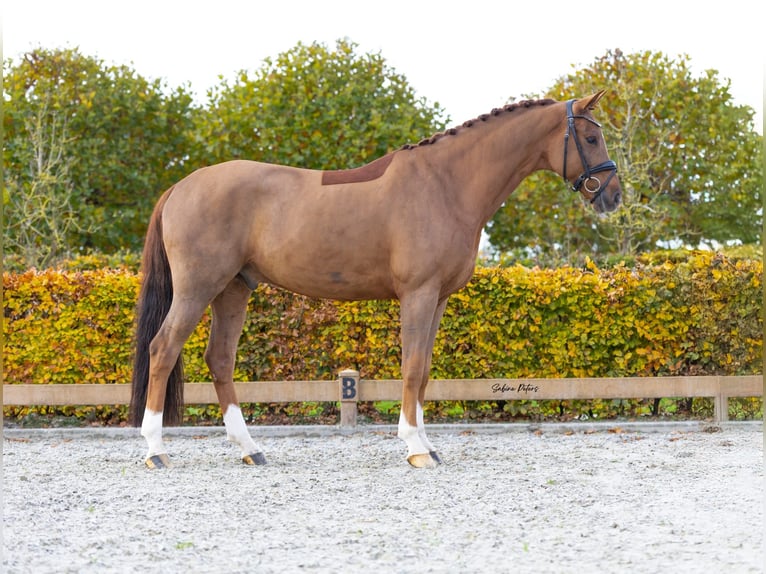 KWPN Ruin 8 Jaar 167 cm Vos in Goch