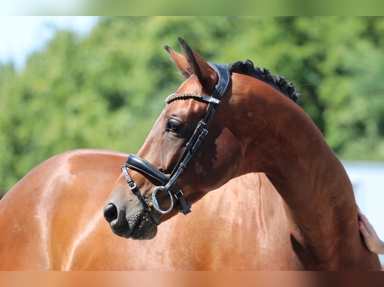 KWPN Ruin 8 Jaar 168 cm Bruin in Erftstadt