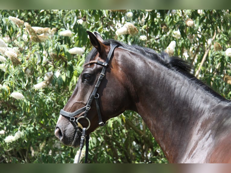 KWPN Ruin 8 Jaar 168 cm Donkerbruin in Winh&#xF6;ring