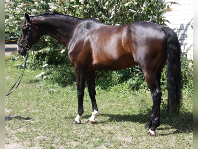 KWPN Ruin 8 Jaar 168 cm Donkerbruin in Winh&#xF6;ring