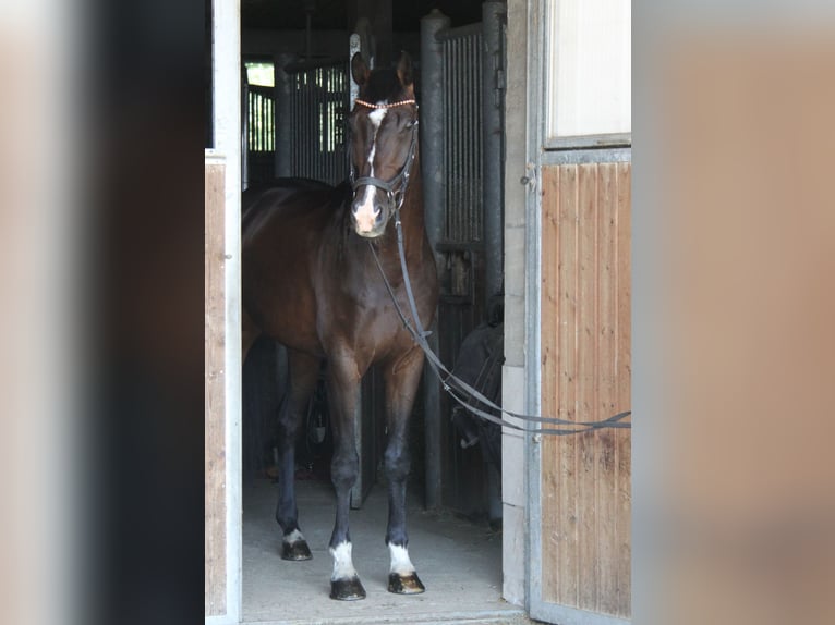 KWPN Ruin 8 Jaar 168 cm Donkerbruin in Winh&#xF6;ring