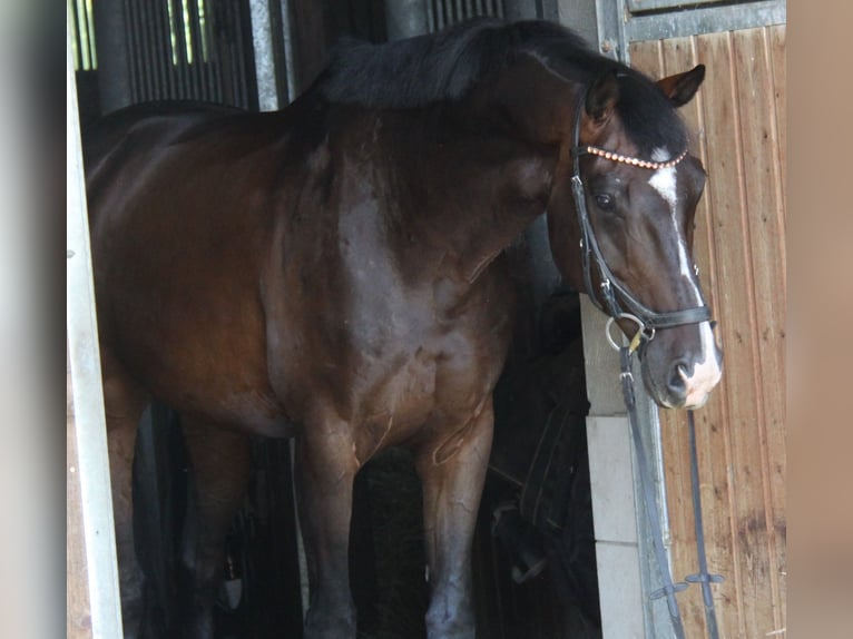 KWPN Ruin 8 Jaar 168 cm Donkerbruin in Winh&#xF6;ring