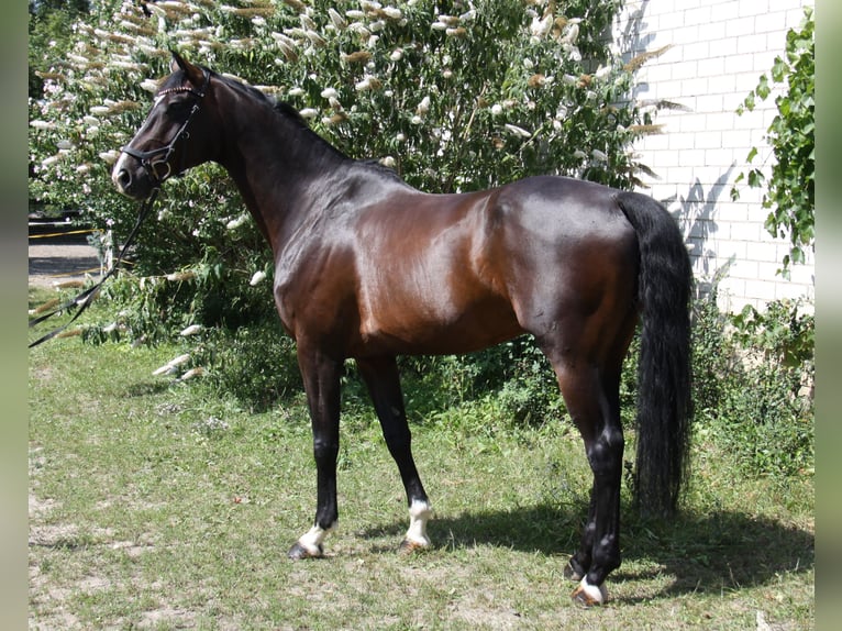 KWPN Ruin 8 Jaar 168 cm Donkerbruin in Winh&#xF6;ring