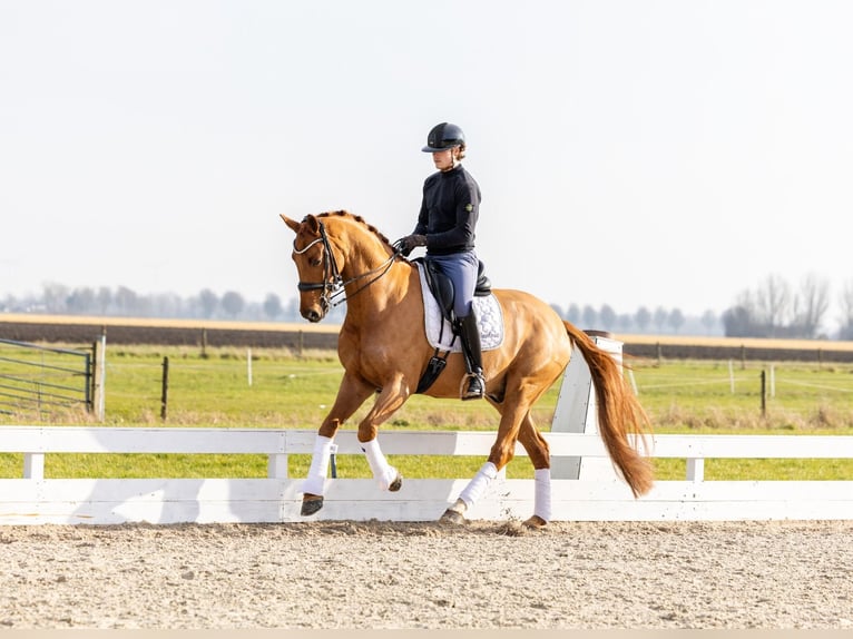 KWPN Ruin 8 Jaar 168 cm Vos in Strijen