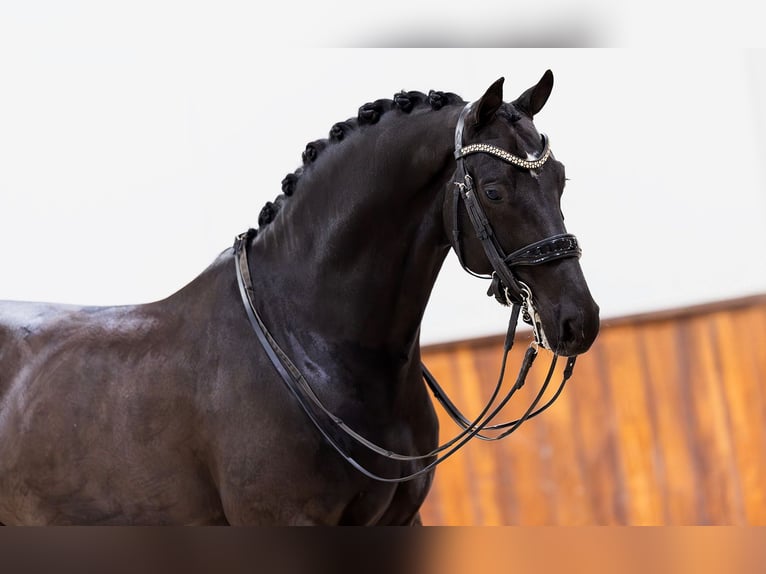 KWPN Ruin 8 Jaar 168 cm Zwart in Kwadijk