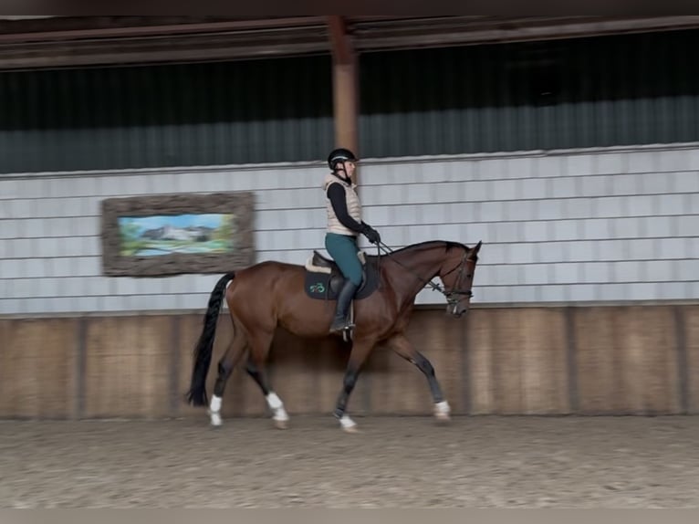 KWPN Ruin 8 Jaar 169 cm Bruin in Oud Gastel