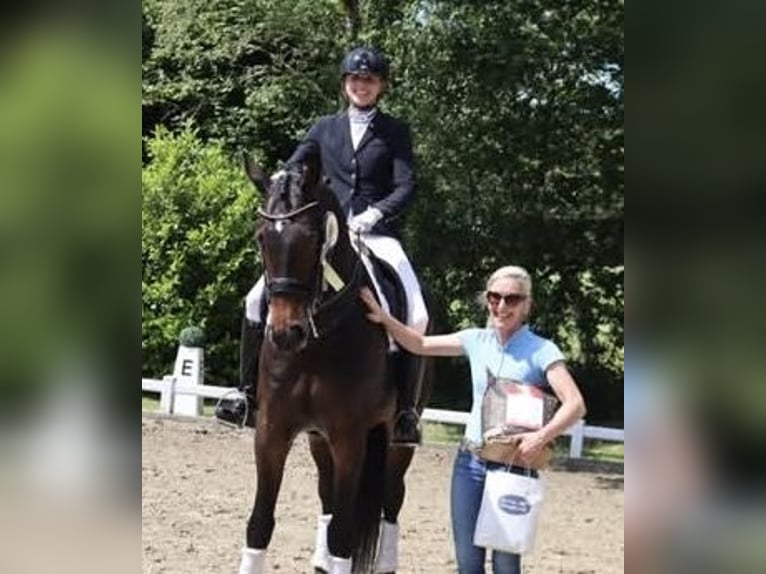 KWPN Ruin 8 Jaar 170 cm Bruin in Haftenkamp