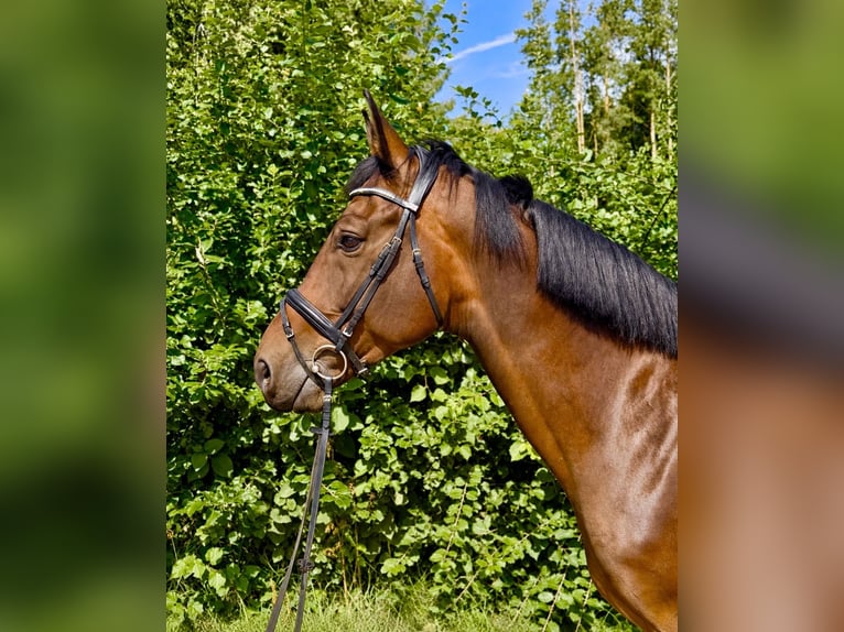 KWPN Ruin 8 Jaar 170 cm Bruin in Davidschlag