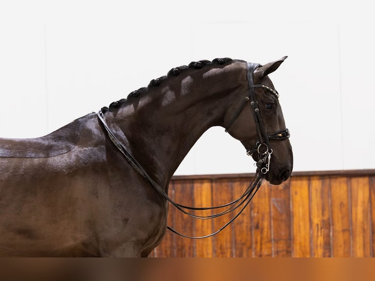 KWPN Ruin 8 Jaar 170 cm Donkerbruin in Kwadijk