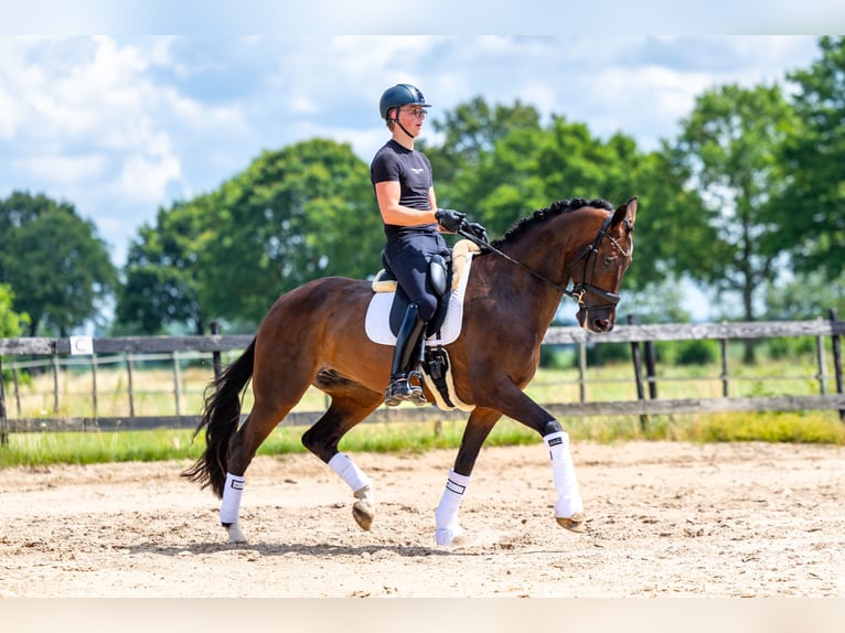 KWPN Ruin 8 Jaar 170 cm Donkerbruin in Rhenen