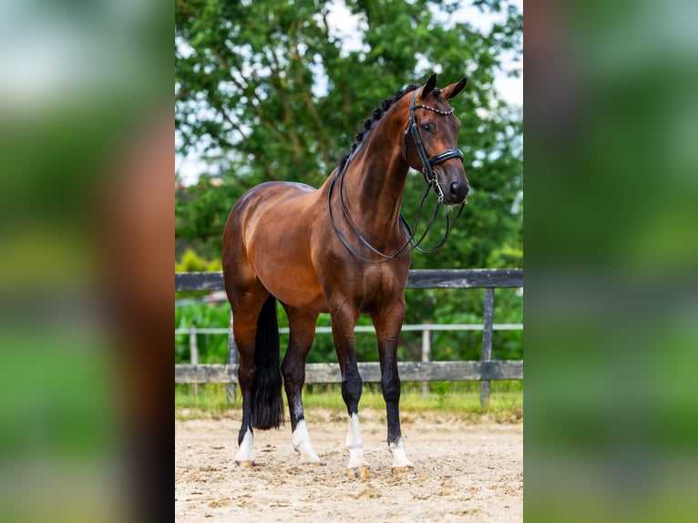 KWPN Ruin 8 Jaar 170 cm Donkerbruin in Rhenen