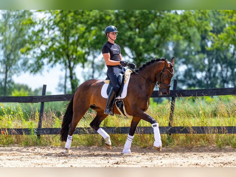 KWPN Ruin 8 Jaar 170 cm Donkerbruin in Rhenen